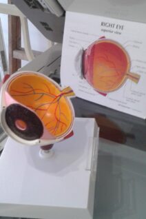 Eye Model