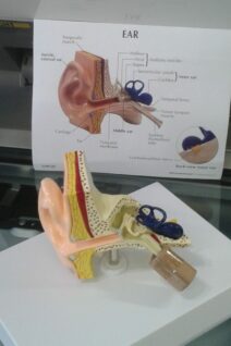 Life-Size Ear Model